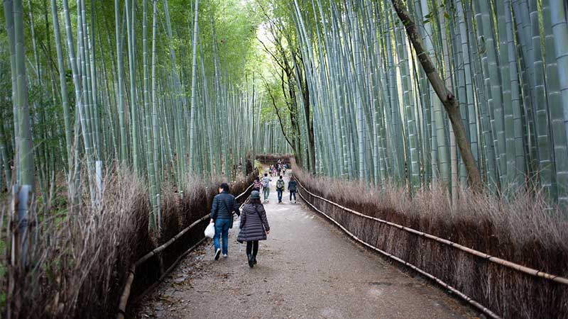 Bamboo forest of Arashiyama near Kyoto