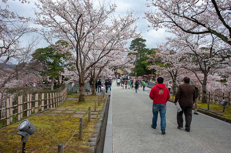 Cherry blossoms in Kanazawa