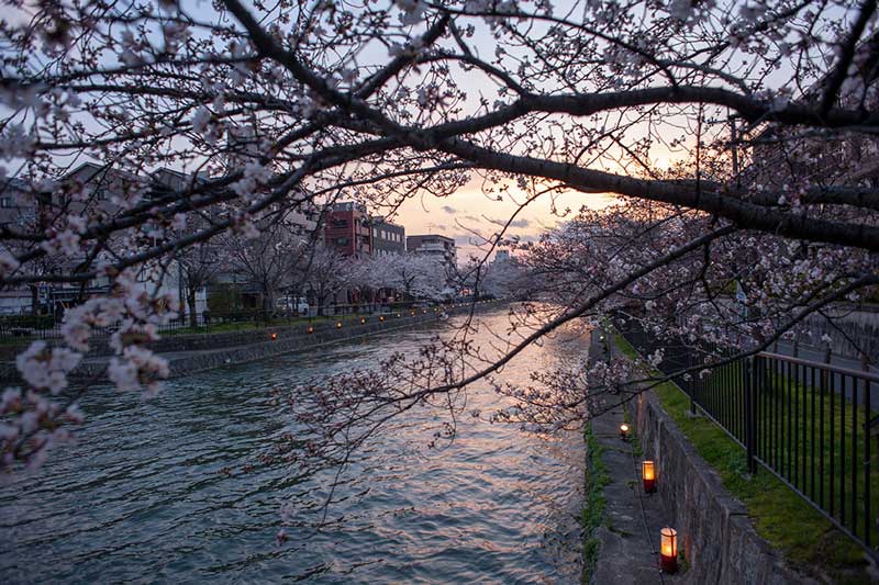 Cherry blossoms river