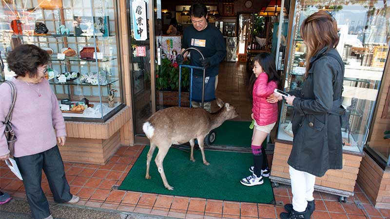 A deer entering a shop in Miyajima Island
