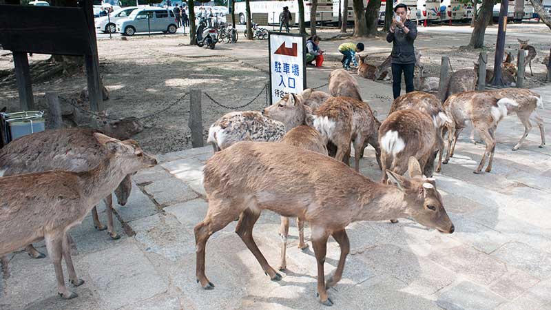 deer at Todaiji in Nara