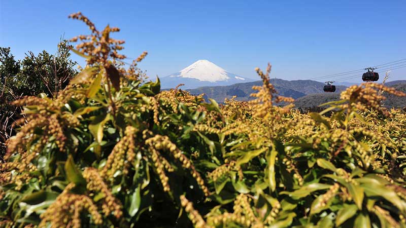 A picture of Mt Fuji