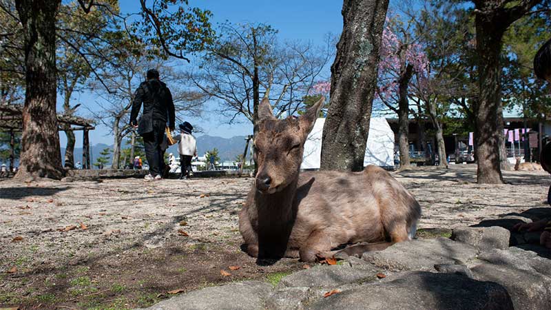 sika deer on Miyajima Island